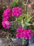 geranium, 제라늄, flower, blossom, 꽃, 사진,이미지,일러스트,캘리그라피 - 홍찌작가 크라우드픽 - 저작권 걱정 없는 상업용 이미지