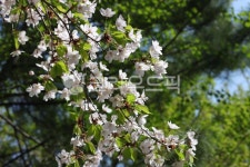 꽃, 나무, flower, tree, leaf, 사진,이미지,일러스트,캘리그라피 - joyfulharu작가 크라우드픽 - 저작권 걱정 없는 상업용 이미지