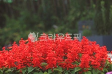 식물, 꽃, plant, flower, 샐비어, 사진,이미지,일러스트,캘리그라피 - benjamin작가 크라우드픽 - 저작권 걱정 없는 상업용 이미지