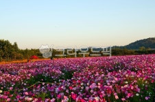 들판, flower, 농장, 경관, red, 사진,이미지,일러스트,캘리그라피 - 순풍작가 크라우드픽 - 저작권 걱정 없는 상업용 이미지