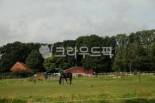 말, 말농장, 들판, 유럽, 시골, 사진,이미지,일러스트,캘리그라피 - 유빈-홍작가 크라우드픽 - 저작권 걱정 없는 상업용 이미지