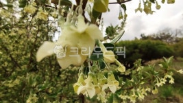 보리수, 보리수나무, 보리수나무꽃, 보리수꽃, plant, 사진,이미지,일러스트,캘리그라피 - Nkhd0192작가 크라우드픽 - 저작권 걱정 없는... 