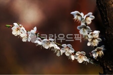 꽃사담고 | flower, 꽃, petal, 꽃잎, 매화, 사진,이미지,일러스트,캘리그라피 - 사담사작가 크라우드픽 - 저작권 걱정 없는 상업용 이미지