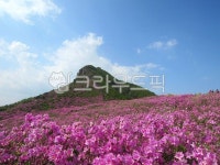 꽃, 자연, 꽃동산, 천상의화원, 진달래, 사진,이미지,일러스트,캘리그라피 - yonggum7작가 크라우드픽 - 저작권 걱정 없는 상업용 이미지