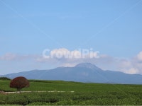 한라산, 제주도, 나무, 하늘, 산, 사진,이미지,일러스트,캘리그라피 - 내일은쉬는날작가 크라우드픽 - 저작권 걱정 없는 상업용 이미지