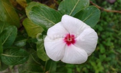 blossom, 꽃, geranium, 제라늄, flower, 사진,이미지,일러스트,캘리그라피 - ojuoju작가 크라우드픽 - 저작권 걱정 없는 상업용 이미지
