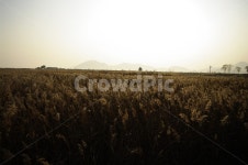 노을, 풍경, 갈대밭, 갈대, 식물, 사진,이미지,일러스트,캘리그라피 - 귀리작가 크라우드픽 - 저작권 걱정 없는 상업용 이미지