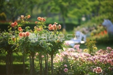 순천만국가정원1호, 테마공원, 자연생태공원, 자연, 옥외, 사진,이미지,일러스트,캘리그라피 - pandora4077작가 크라우드픽 - 저작권 걱정... 