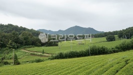 녹차밭, 차밭, 차, 농업, 산업, 사진,이미지,일러스트,캘리그라피 - 서은작가 크라우드픽 - 저작권 걱정 없는 상업용 이미지