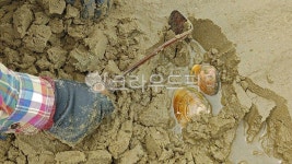 갯벌체험, 조개잡이, 백합조개잡이, 대합조개, 호미, 사진,이미지,일러스트,캘리그라피 - space작가 크라우드픽 - 저작권 걱정 없는 상업용 이미지