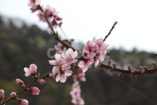 복사꽃, 복숭아꽃, 도화, 꽃, 복숭아, 사진,이미지,일러스트,캘리그라피 - Eunsong작가 크라우드픽 - 저작권 걱정 없는 상업용 이미지