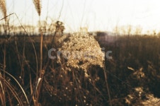 하늘공원, 억새, 노을, 자연, 필름사진, 사진,이미지,일러스트,캘리그라피 - 내가기린그림그린작가 크라우드픽 - 저작권 걱정 없는 상업용 이미지