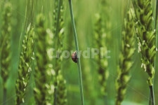 곤충, plant, 식물, 초목, grass, 사진,이미지,일러스트,캘리그라피 - 또산책작가 크라우드픽 - 저작권 걱정 없는 상업용 이미지