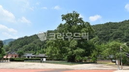 의령세간리은행나무, 천연기념물제302호, 경남, 의령, 세간리, 사진,이미지,일러스트,캘리그라피 - 행복신작가 크라우드픽 - 저작권 걱정 없는... 