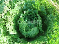 배추, 배추밭, 배추잎, 농사, 시골, 사진,이미지,일러스트,캘리그라피 - dduggri작가 크라우드픽 - 저작권 걱정 없는 상업용 이미지