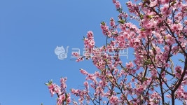 매화, 꽃, 매화나무, blossom, flower, 사진,이미지,일러스트,캘리그라피 - 두리랜드작가 크라우드픽 - 저작권 걱정 없는 상업용 이미지