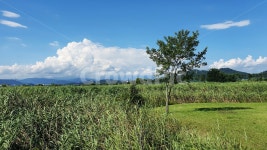 순천만습지, 순천만국가정원, 여름나무, 초록색, 여름하늘, 사진,이미지,일러스트,캘리그라피 - 밤빛토끼작가 크라우드픽 - 저작권 걱정 없는... 