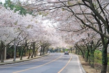 벚꽃, 봄, 도로, 자동차, 드라이브, 사진,이미지,일러스트,캘리그라피 - 프리이미지작가 크라우드픽 - 저작권 걱정 없는 상업용 이미지