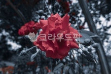 geranium, 제라늄, flower, 꽃, blossom, 사진,이미지,일러스트,캘리그라피 - Traveler Lee작가 크라우드픽 - 저작권 걱정 없는 상업용... 
