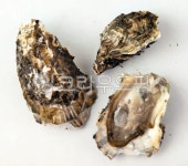 석화, oyster, 해물, seafood, 굴, 사진,이미지,일러스트,캘리그라피 - haesung-99작가 크라우드픽 - 저작권 걱정 없는 상업용 이미지