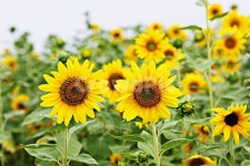 해바라기, 꽃, 꽃잎, 씨, 해바라기씨, 사진,이미지,일러스트,캘리그라피 - 함께사는세상작가 크라우드픽 - 저작권 걱정 없는 상업용 이미지