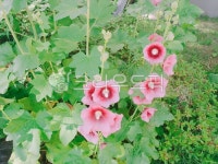 무궁화, 625, 애국심, 보훈의달, 애국가, 사진,이미지,일러스트,캘리그라피 - 천운부활작가 크라우드픽 - 저작권 걱정 없는 상업용 이미지