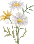 데이지, 데이지꽃, 꽃일러스트, 데이지일러스트, 수채화, 사진,이미지,일러스트,캘리그라피 - OK디자인작가 크라우드픽 - 저작권 걱정 없는... 
