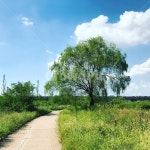 느티나무, 여름풍경, 길, 산책로, 둘레길, 사진,이미지,일러스트,캘리그라피 - 봄빛사랑작가 크라우드픽 - 저작권 걱정 없는 상업용 이미지