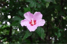 무궁화, 자연, 꽃, 분홍색, 자료, 사진,이미지,일러스트,캘리그라피 - lee geerok작가 크라우드픽 - 저작권 걱정 없는 상업용 이미지