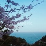 벚꽃, 바다, 봄바다, 꽃, 바다와벚꽃, 사진,이미지,일러스트,캘리그라피 - 유리유리작가 크라우드픽 - 저작권 걱정 없는 상업용 이미지