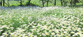 부안, 변산, 변산마실길, 마실길1코스, 데이지, 사진,이미지,일러스트,캘리그라피 - Nteneye작가 크라우드픽 - 저작권 걱정 없는 상업용 이미지