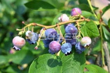 블루베리, 농장, 열매, 과일, 식물, 사진,이미지,일러스트,캘리그라피 - 오호랄라작가 크라우드픽 - 저작권 걱정 없는 상업용 이미지