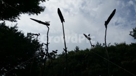 솟대, 민간신앙, 대구수목원, 새모양, 새, 사진,이미지,일러스트,캘리그라피 - 다커아주커작가 크라우드픽 - 저작권 걱정 없는 상업용 이미지