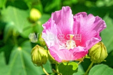 꽃, 부용꽃, 야생화, 자연, 옥외, 사진,이미지,일러스트,캘리그라피 - 깜찍이 사진일기작가 크라우드픽 - 저작권 걱정 없는 상업용 이미지