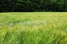 보리밭, 보리, 곡식, 보리이삭, 농사, 사진,이미지,일러스트,캘리그라피 - 함께사는세상작가 크라우드픽 - 저작권 걱정 없는 상업용 이미지