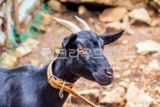 자연, nature, 옥외, outdoors, 흑염소, 사진,이미지,일러스트,캘리그라피 - studio H작가 크라우드픽 - 저작권 걱정 없는 상업용 이미지