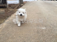 강아지, 시고르자브종, 시골강아지, 댕댕이, 개, 사진,이미지,일러스트,캘리그라피 - 세상담기작가 크라우드픽 - 저작권 걱정 없는 상업용 이미지