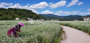 봉평, 메밀밭, 농장, 꽃, 메밀꽃, 사진,이미지,일러스트,캘리그라피 - 써니텐작가 크라우드픽 - 저작권 걱정 없는 상업용 이미지