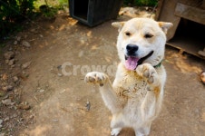 개, dog, 미소, smile, 누렁이, 사진,이미지,일러스트,캘리그라피 - neyoung0328작가 크라우드픽 - 저작권 걱정 없는 상업용 이미지