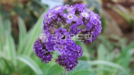 flower, 꽃, purple, 보라, heliotrope, 사진,이미지,일러스트,캘리그라피 - PJH작가 크라우드픽 - 저작권 걱정 없는 상업용 이미지