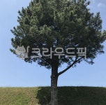 제주도, 제주, 항파두리, 항몽유적지, 나홀로나무, 사진,이미지,일러스트,캘리그라피 - boo♥작가 크라우드픽 - 저작권 걱정 없는 상업용 이미지