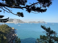 바다, 소나무, 영도, 암남공원, 경치, 사진,이미지,일러스트,캘리그라피 - ksey84작가 크라우드픽 - 저작권 걱정 없는 상업용 이미지