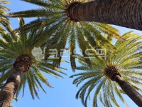 palmtree, 야자수, arecaceae, 아레카과, tree, 사진,이미지,일러스트,캘리그라피 - kuhanstar7-작가 크라우드픽 - 저작권 걱정 없는... 