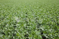 무우, 무우밭, 무우농장, 무우김치, 김치, 사진,이미지,일러스트,캘리그라피 - carywoman작가 크라우드픽 - 저작권 걱정 없는 상업용 이미지