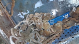 쭈꾸미, 활쭈꾸미, 산쭈꾸미, 냉동쭈꾸미, 수산시장, 사진,이미지,일러스트,캘리그라피 - haidee작가 크라우드픽 - 저작권 걱정 없는 상업용 이미지