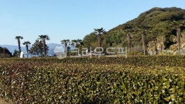 tree, nature, 초목, 나무, 자연, 사진,이미지,일러스트,캘리그라피 - wngmlfh14작가 크라우드픽 - 저작권 걱정 없는 상업용 이미지