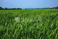 nature, 자연, 옥외, field, 신성리갈대밭, 사진,이미지,일러스트,캘리그라피 - ohcsoo2작가 크라우드픽 - 저작권 걱정 없는 상업용 이미지