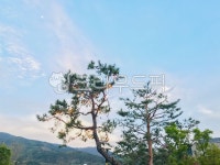 저녁하늘, 소나무, 여름하늘, 산풍경, 시골풍경, 사진,이미지,일러스트,캘리그라피 - 블루씨작가 크라우드픽 - 저작권 걱정 없는 상업용 이미지