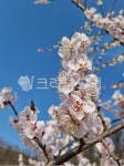 자연, 꽃, 플라워, 봄, 매화, 사진,이미지,일러스트,캘리그라피 - binimin작가 크라우드픽 - 저작권 걱정 없는 상업용 이미지