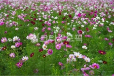 들, 농장, 농촌, 자연, outdoors, 사진,이미지,일러스트,캘리그라피 - 소현사랑작가 크라우드픽 - 저작권 걱정 없는 상업용 이미지